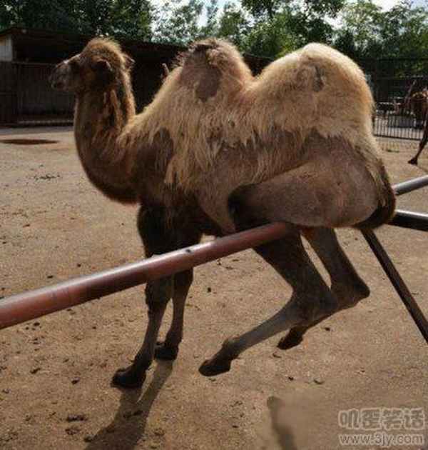 簡短的搞笑小故事-笑破你肚子的笑線個(圖1)