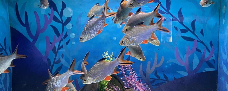 海洋公園回應躺著睡覺的魚死亡指示標誤導游客