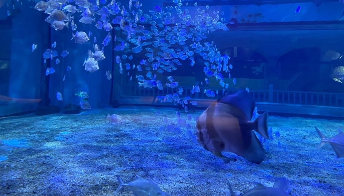 海洋公園回應躺著睡覺的魚死亡指示標誤導游客(圖2)