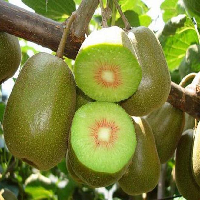 九游娛樂NineGame：十大冷門暴利種植(圖3)