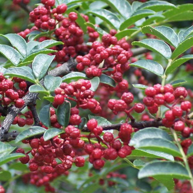 九游娛樂NineGame：十大冷門暴利種植(圖4)