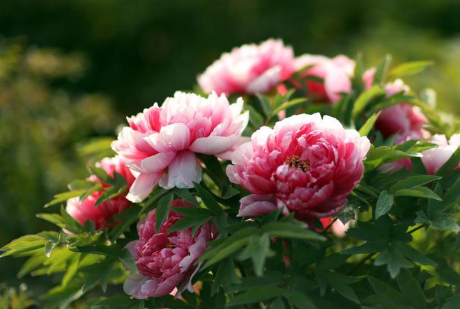 九游娛樂NineGame：十大冷門暴利種植