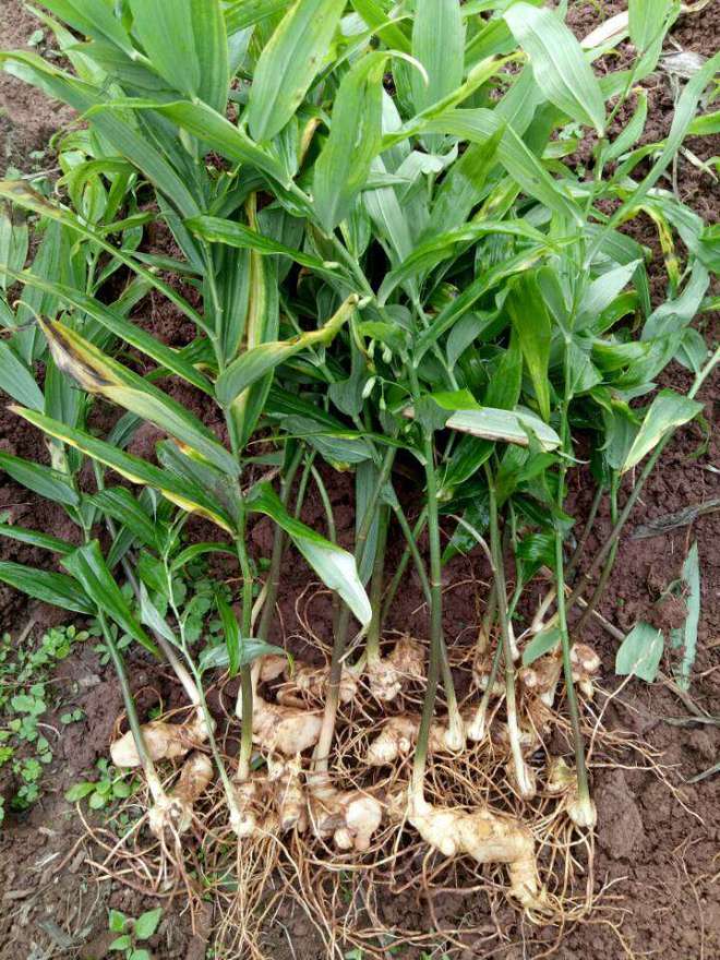 九游娛樂NineGame：十大冷門暴利種植(圖5)