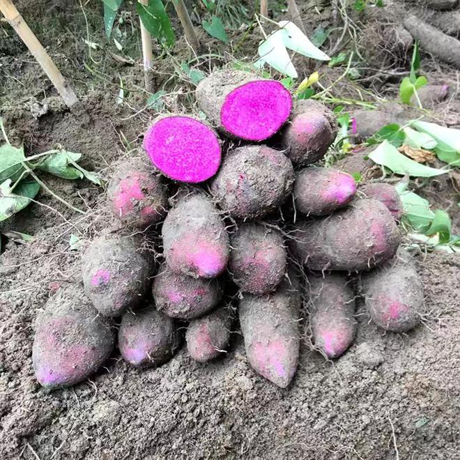 九游娛樂NineGame：十大冷門暴利種植(圖8)