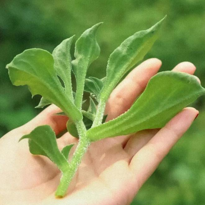 九游娛樂NineGame：十大冷門暴利種植(圖10)