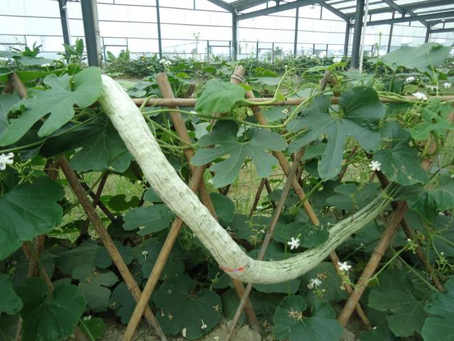 九游娛樂NineGame：十大冷門暴利種植(圖7)