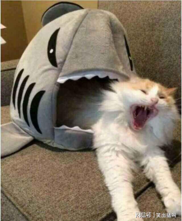 九游娛樂NineGame：每日一笑：校園笑話段子專治不開心(圖2)