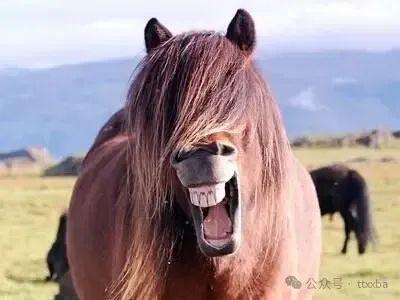 九游娛樂：爆笑經典小孩搞笑冷笑話搞笑法拉利爆笑經典笑話