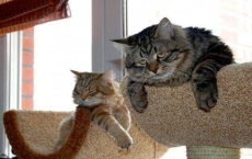 世界笑話大全笑掉大牙