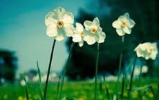 罪犯逃進書記的家里